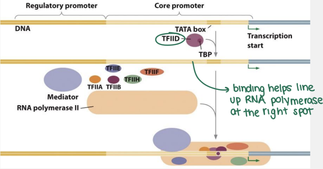 <p><span><strong>transcription factors and RNA polymerase II assemble at the promoter region, forming a pre-initiation complex (PIC), which then unwinds the DNA, allowing the template strand to be read and transcription to begin</strong></span></p><ul><li><p>RNA pol II and general transcription factors assemble on the core promoter</p></li><li><p>TFIID (general TF) binds to the TATA box</p></li><li><p>specific transcription factors binds to enhancers and regulatory promoters and interact with the basal transcription apparatus through mediator and coactivator proteins</p></li><li><p>11-15 bp of DNA is unwound and positioned within the active site of RNA polymerase</p></li></ul><p></p>