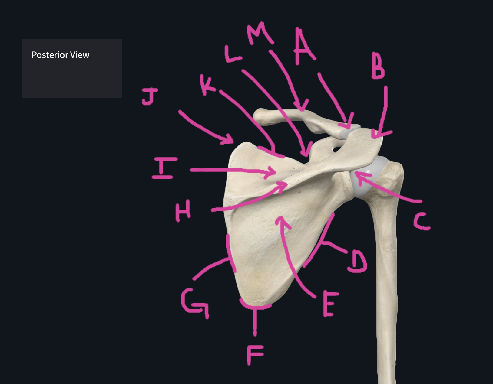 <p>M (Posterior)</p>