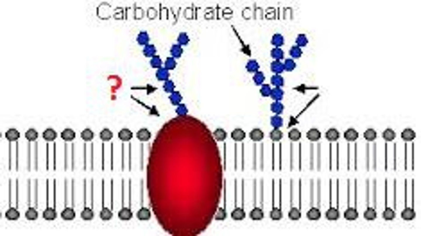<p>Glycoprotiens are membrane-bound proteins that have an associated carbohydrate.</p><p>In this picture, the red is the membrane-bound protein.</p>
