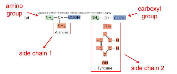 <p>What are the three main groups of an amino acid?</p>