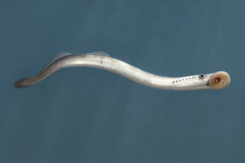 <p>Petromyzontiformes (Ex: lamprey) and all more derived</p>