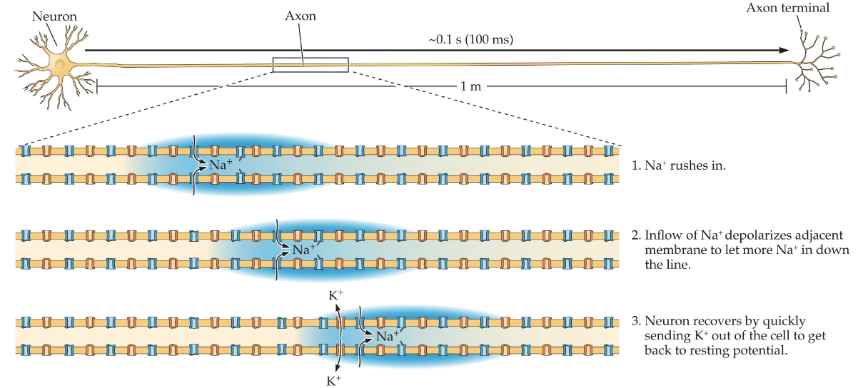 <ol><li><p>Na<sup>+ </sup>rushes in</p></li><li><p>Inflow of Na<sup>+</sup> depolarizes adjacent membrane to let more Na<sup>+ </sup>in down the line</p></li><li><p>Neuron recovers by quickly sending K<sup>+</sup> out of the cell to get back to resting potential</p></li></ol><p></p>