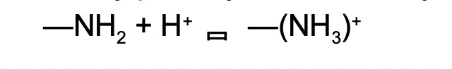 <ul><li><p>Accept H+ ions in solution, thus releasing OH-.</p></li></ul><p>Ex. the amino group (-NH2) functions as a weak base because it partially and reversibly accepts H+. N is less EN so its free electron pair can accept H+.</p>