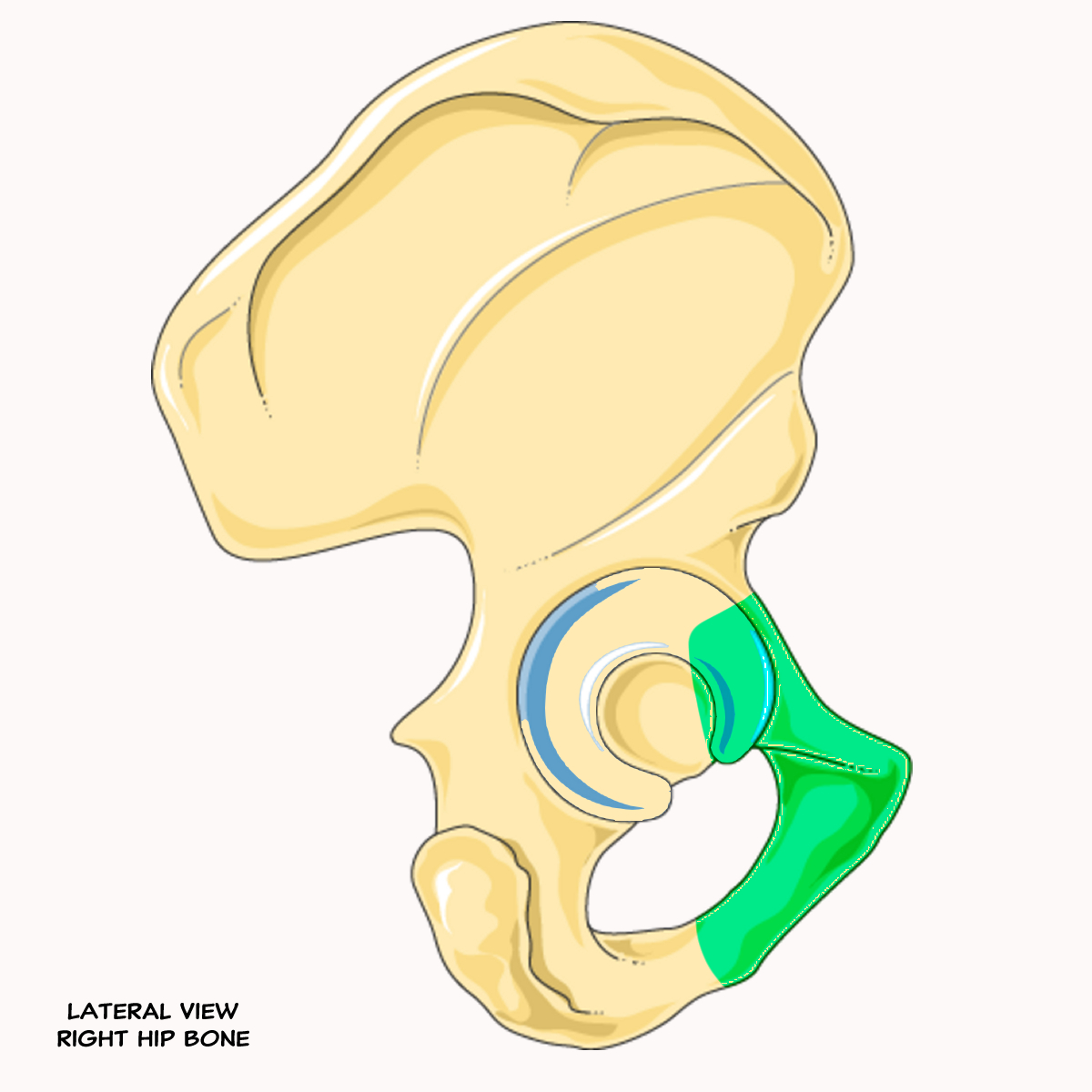 <p>Name this portion of the pelvis</p>