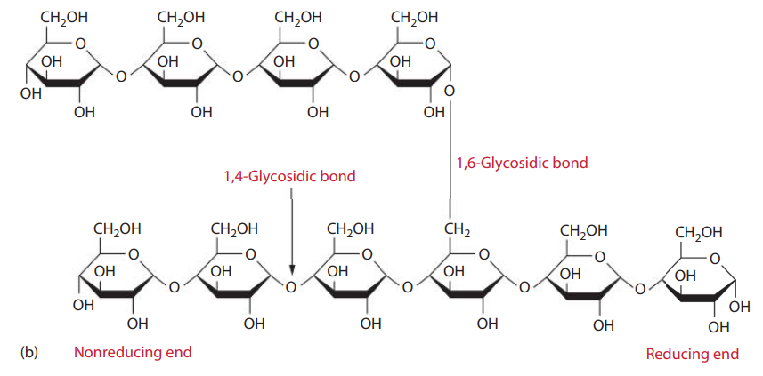 Chemical structures of polysaccharides found in starch: (b) amylopectin.