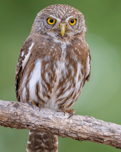 <p>What bird is this?</p>