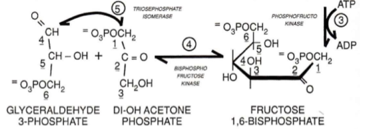 why is the presence of a phosphate group on each fragment (see picture) important?