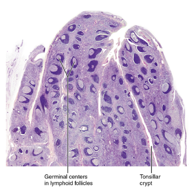 <ul><li><p>CRYPTS: trap pathogens and facilitate their interaction with macrophages and lymphocytes</p></li><li><p>GERMINAL CENTERS: site of proliferation of of T and B lymphocytes in response to pathogen recognition </p></li></ul><p></p>