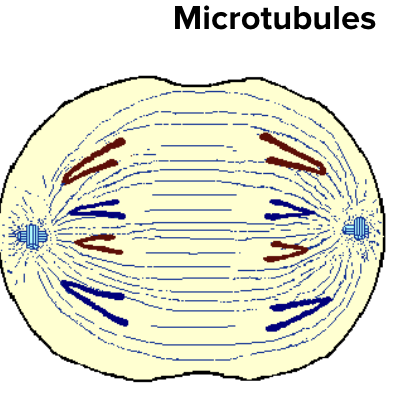<p><span style="background-color: transparent; font-family: &quot;Proxima Nova&quot;, sans-serif;">Animal cells have them (made of <strong>centrioles</strong>) to organize microtubules, especially during <strong>mitosis</strong>.</span></p>