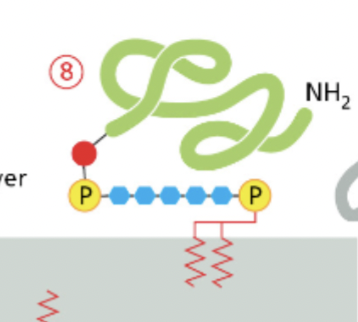 <ul><li><p><span>are inserted into the outer leaflet of the lipid bilayer during their biosynthesis in the endoplasmic reticulum (ER)</span></p><ul><li><p>first modified with GPI then inserted </p></li></ul></li><li><p><span>attached to the outer leaflet of the plasma membrane through a GPI moiety. </span></p></li><li><p><span>This anchor consists of a complex glycolipid structure that is attached to the C-terminus of the protein. </span></p></li><li><p><span>GPI-anchored proteins play roles in cell signaling, cell adhesion, and immune response.</span></p></li></ul>