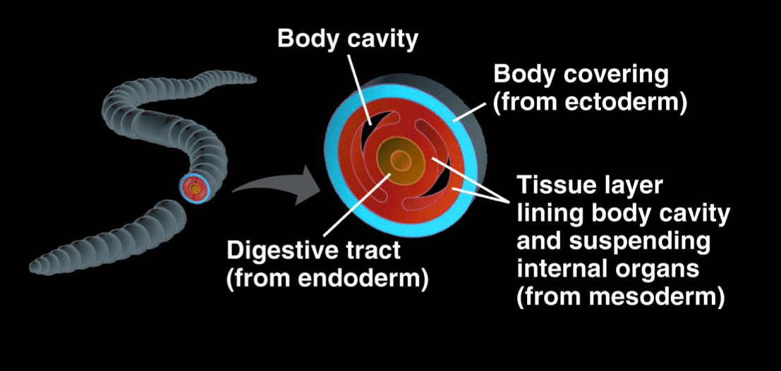 <ul><li><p>body cavity</p></li><li><p>body covering (from ectoderm)</p></li><li><p>digestive tract (from endoderm)</p></li><li><p>tissue layer lining body cavity and suspending internal organs (from mesoderm)</p></li></ul><p></p>