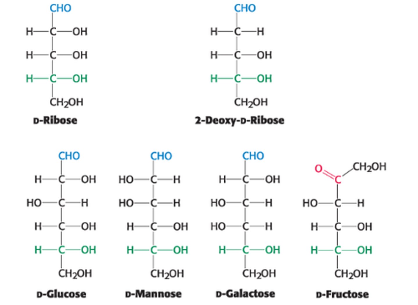 <p>Sugars that are diastereoisomers differing in configuration at a single asymmetric center</p><p>Ex: D-Glucose & D-Mannose are epimeric at C2. D-Glucose & D-Galactose are epimeric at C4. </p>