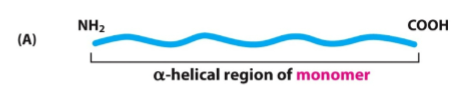 <ul><li><p>One polypeptide</p></li><li><p>Has <strong>head (N)</strong> and <strong>tail (C)</strong></p></li><li><p>Middle = <strong>α-helical rod</strong></p></li></ul><p></p>