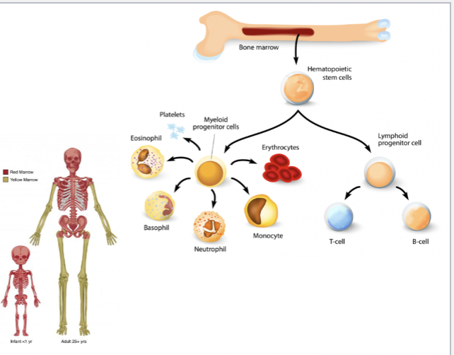 <ul><li><p>Production of <strong>osteocalcin</strong> which regulates:</p><ul><li><p>Insulin secretion</p></li><li><p>Glucose homeostasis</p></li><li><p>Energy expenditure</p></li></ul></li><li><p>important for diabetes</p></li></ul><p></p>