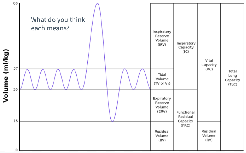 <p>Measurement of Lung Volume (Spirometer graph)</p>