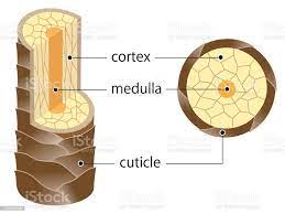 <p>daughter cells produced at edges of the matrix; forms surface of the hair</p>