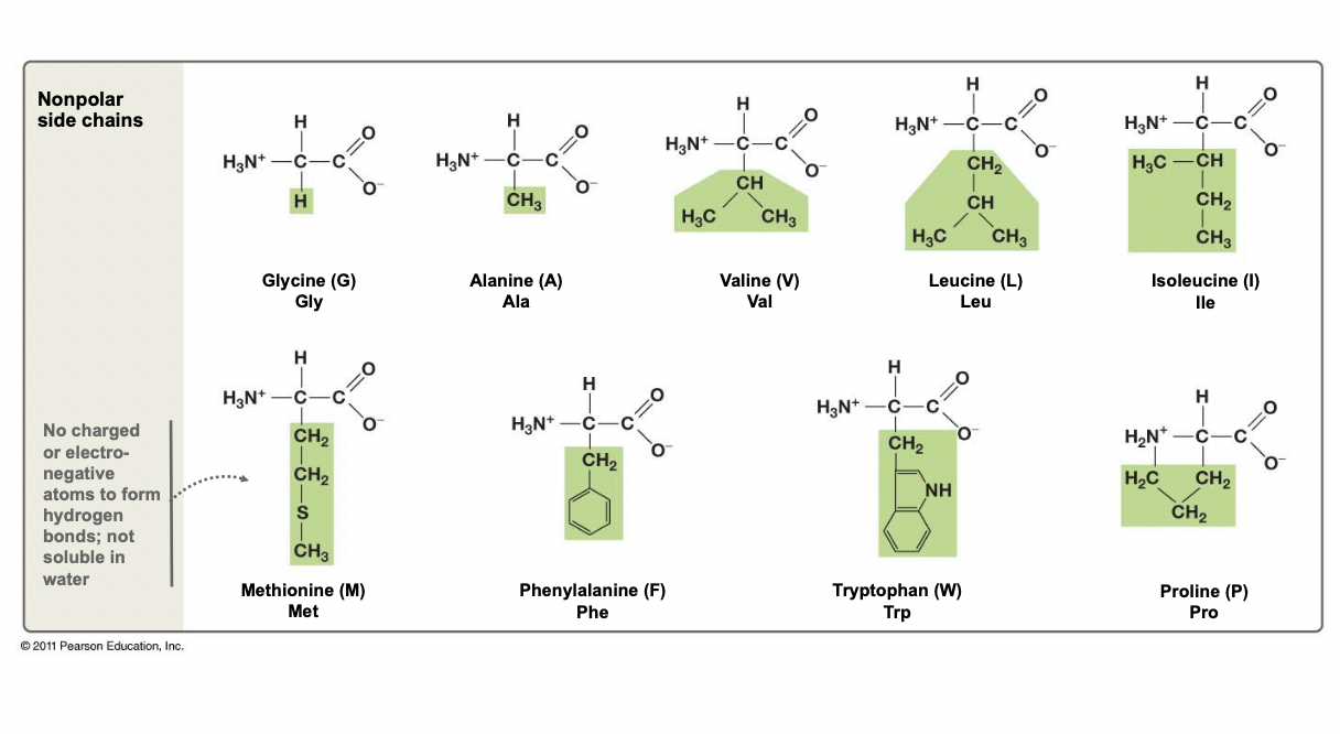 <ul><li><p>Only have carbon and hydrogen atoms in their side chains</p></li><li><p>Occasionally a N or S atom</p></li><li><p>Chain is not charged</p></li><li><p>No EN atoms to forms H-bonds, thus hydrophobic</p></li></ul>