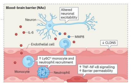 <p>stress triggers inflammatory TNF/NF-kB - increased barrier permeability</p><p>stress downregulates claudin 5 (CLDN5) - opens BBB</p>