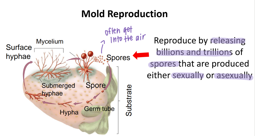 <p>release BILLIONS of spores that reproduce sexually or asexually! </p><p>(long version: spore lands, grows into germ tube, makes submerged + surface hyphae into a mycelium clump, release more spores!)  </p>