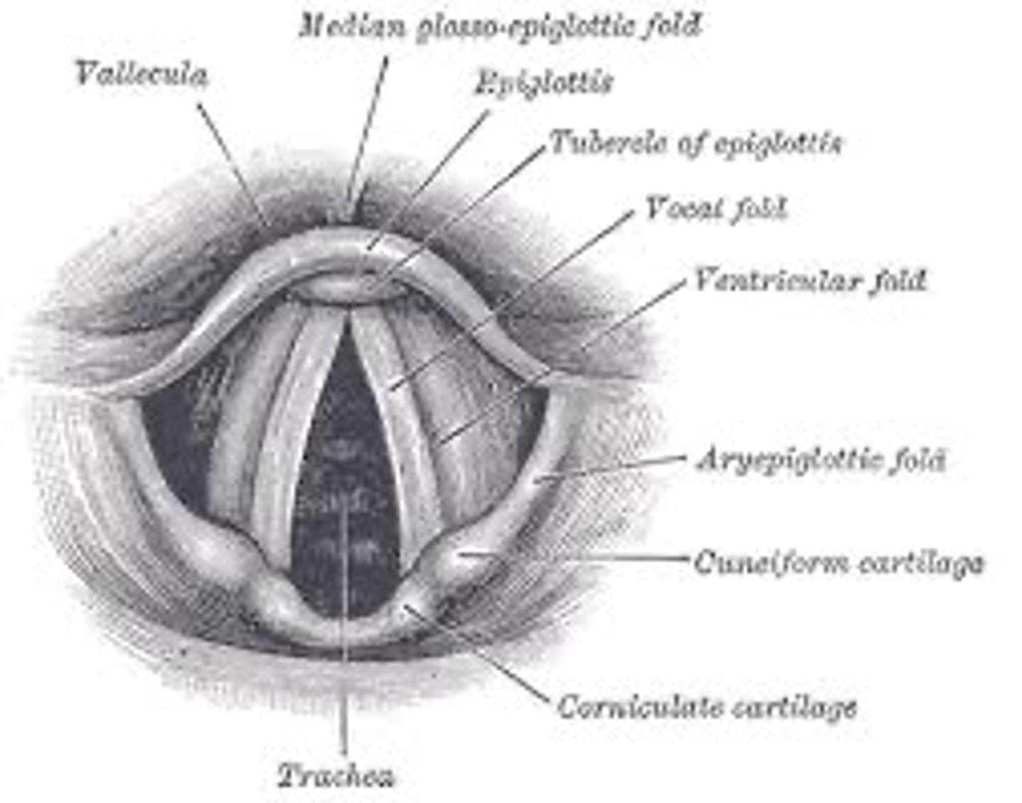 <p>Two elastic bands of muscle tissue located in the larynx directly above the trachea. When you breathe your vocal folds remain apart and when you swallow, they are tightly closed. When you use your voice air from lungs causes your vocal folds to vibrate between open and closed positions.</p>