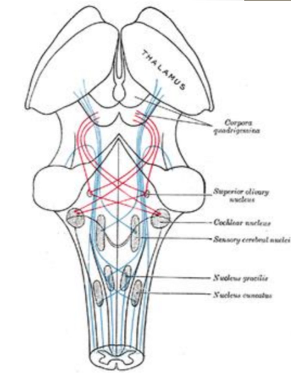 <p>olfaction</p>