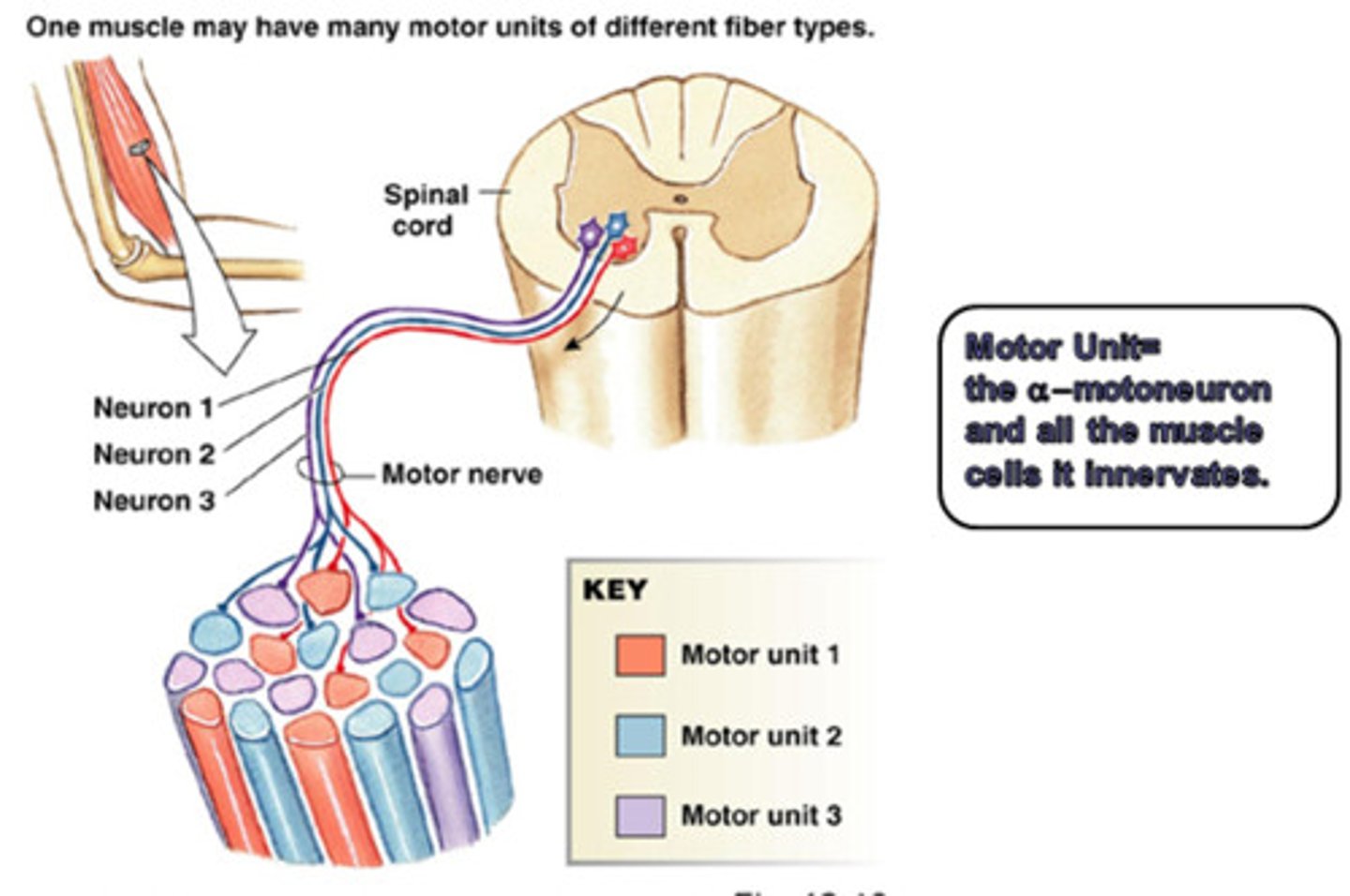 <p>A motor neuron and all of the muscle fibers it innervates</p>