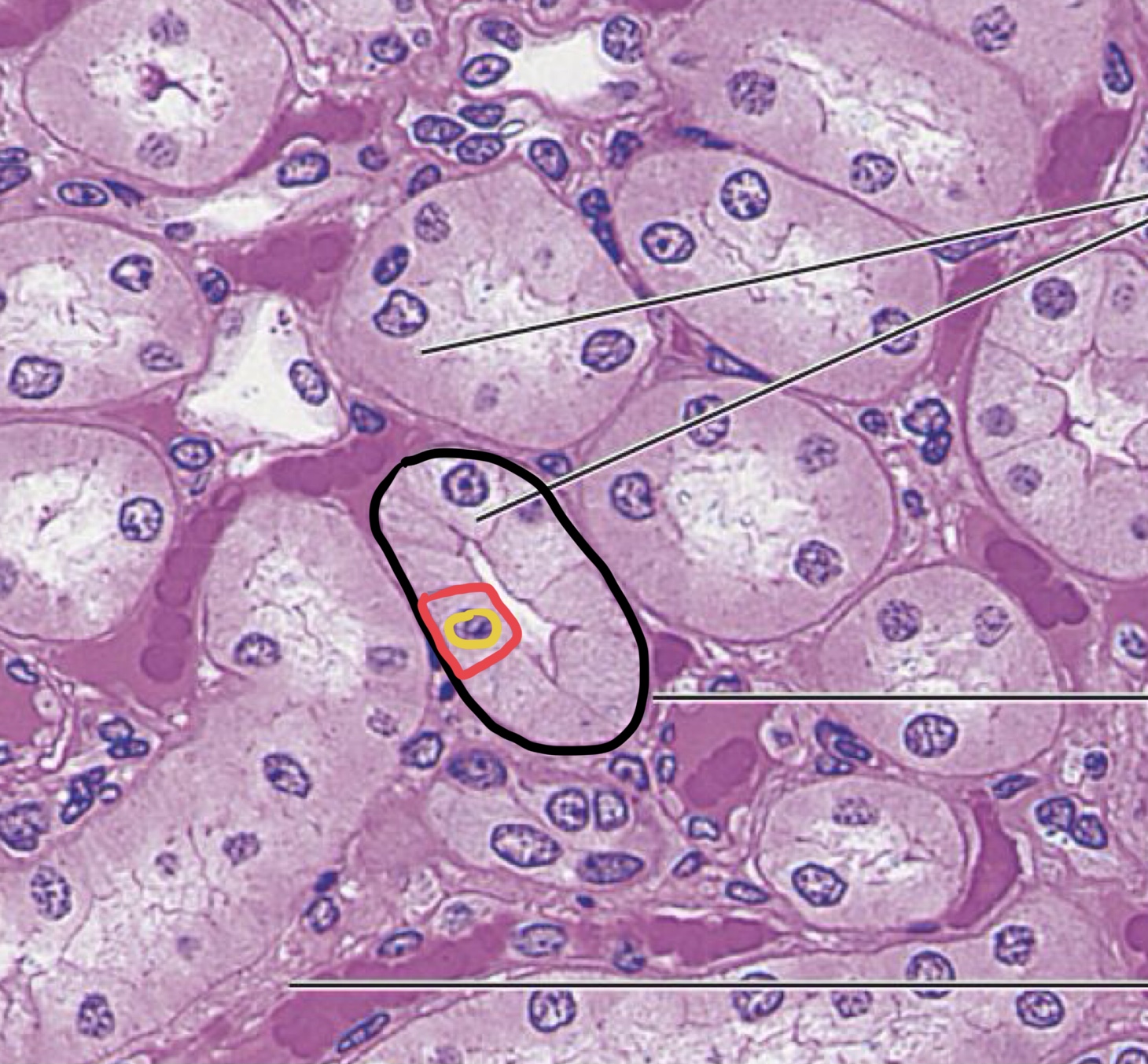 <p>Simple Cuboidal Epithelium </p>