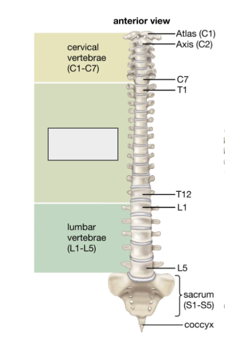 <p>Name the covered bone</p>