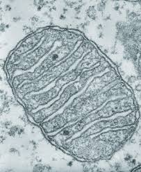 <p>Site of aerobic respiration and ATP production, surrounded by a double membrane</p>