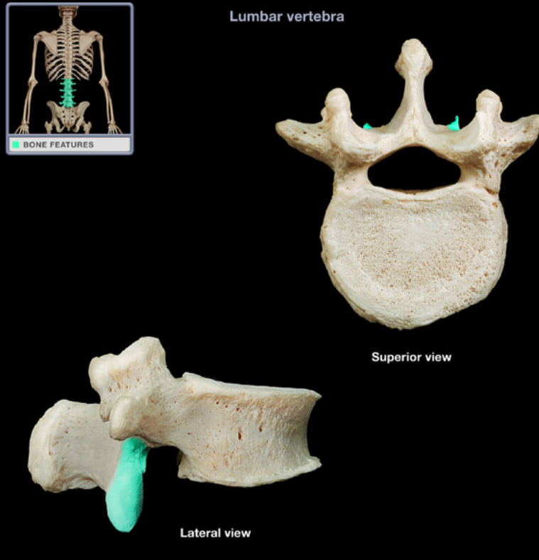 <ul><li><p>Location: Lumbar vertebra, At junction of pedicles and laminae</p></li><li><p>Description: Paired processes, Has laterally-directed articular facet (smooth area)</p></li></ul><p></p>