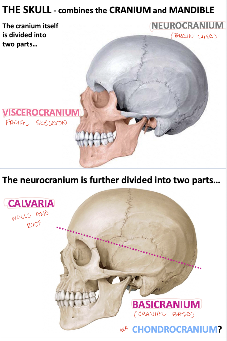 <p>Calvaria ("skull cap") and basicranium ("cranial base")</p>