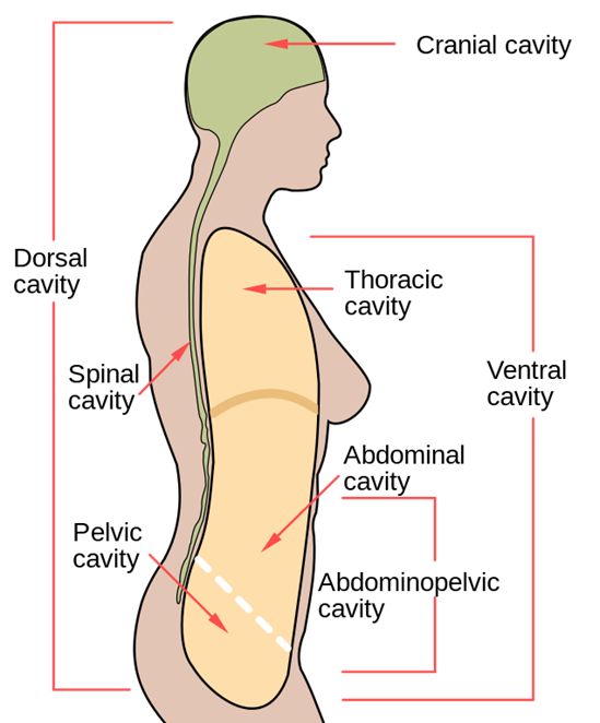 <p>Includes the abdominal cavity and pelvic cavity. </p>