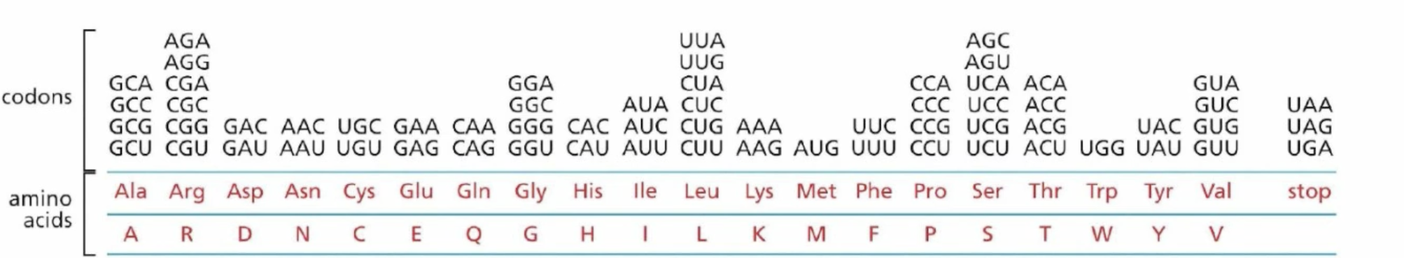 <p>Genetic Code is Degenerate </p>