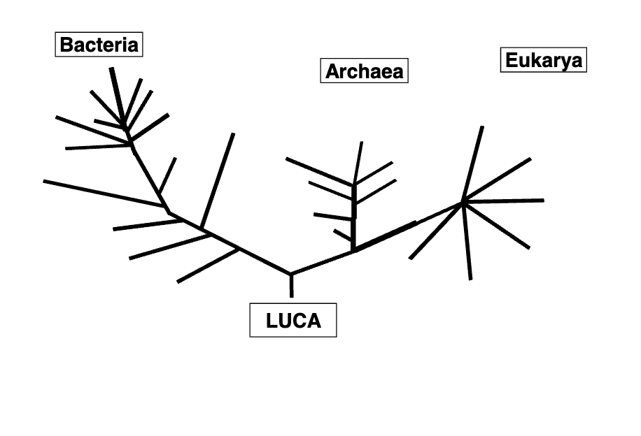 <p>What is LUCA?</p>