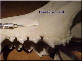 Opening under the orbit with the masseter muscle running through in rodentia for gnawing