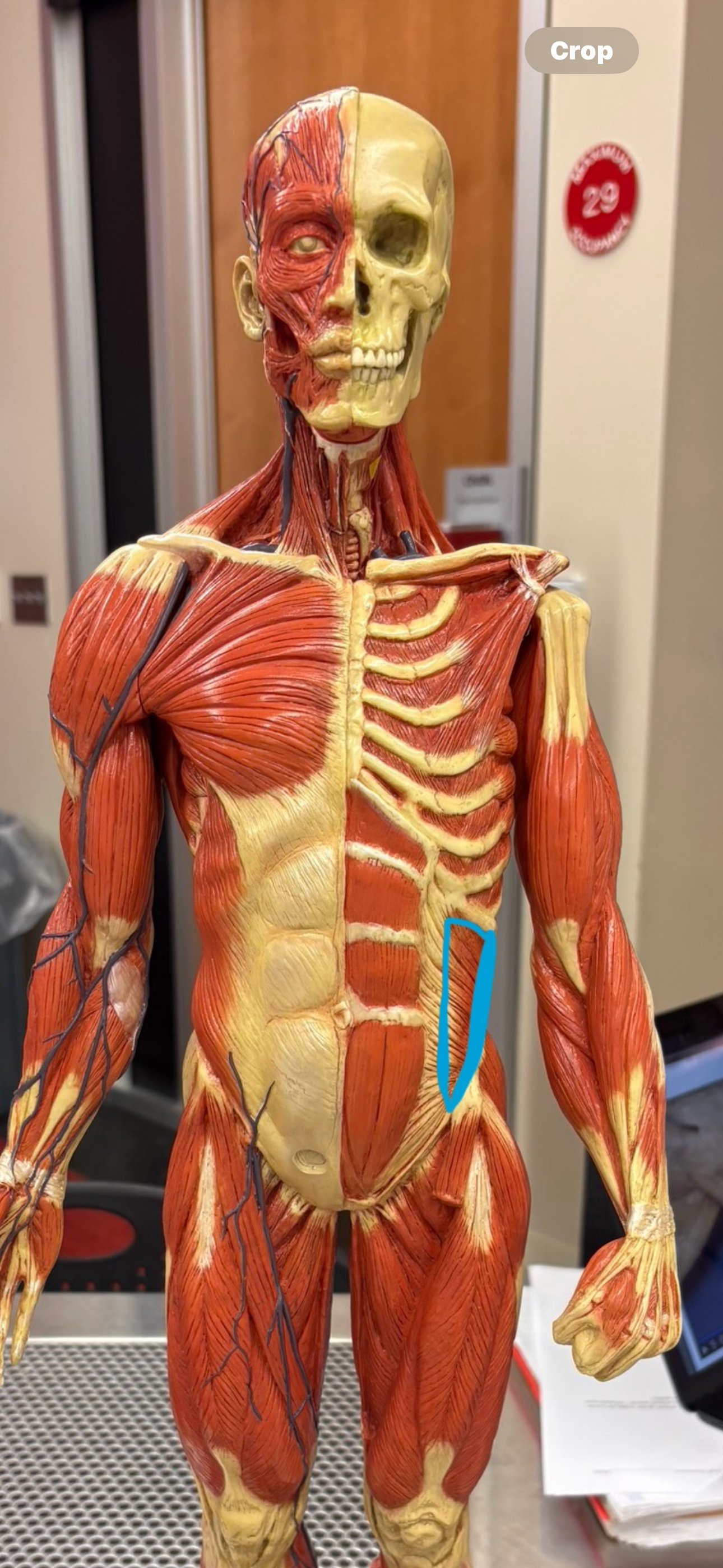 knowt flashcard image