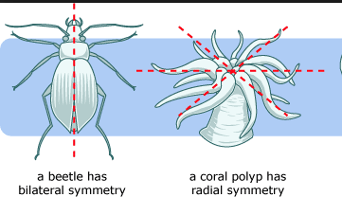 <p>radial- body parts arranged circular </p><p>can be divided into two equal halves by any plane </p><p>ex) jellyfish or starfish </p><p>bilateral- body has right and left halves that are mirror images </p><p>only the sagittal plane bisects animal in 2 equal</p><p>halves. </p><p>ex) any animal with four legs </p>