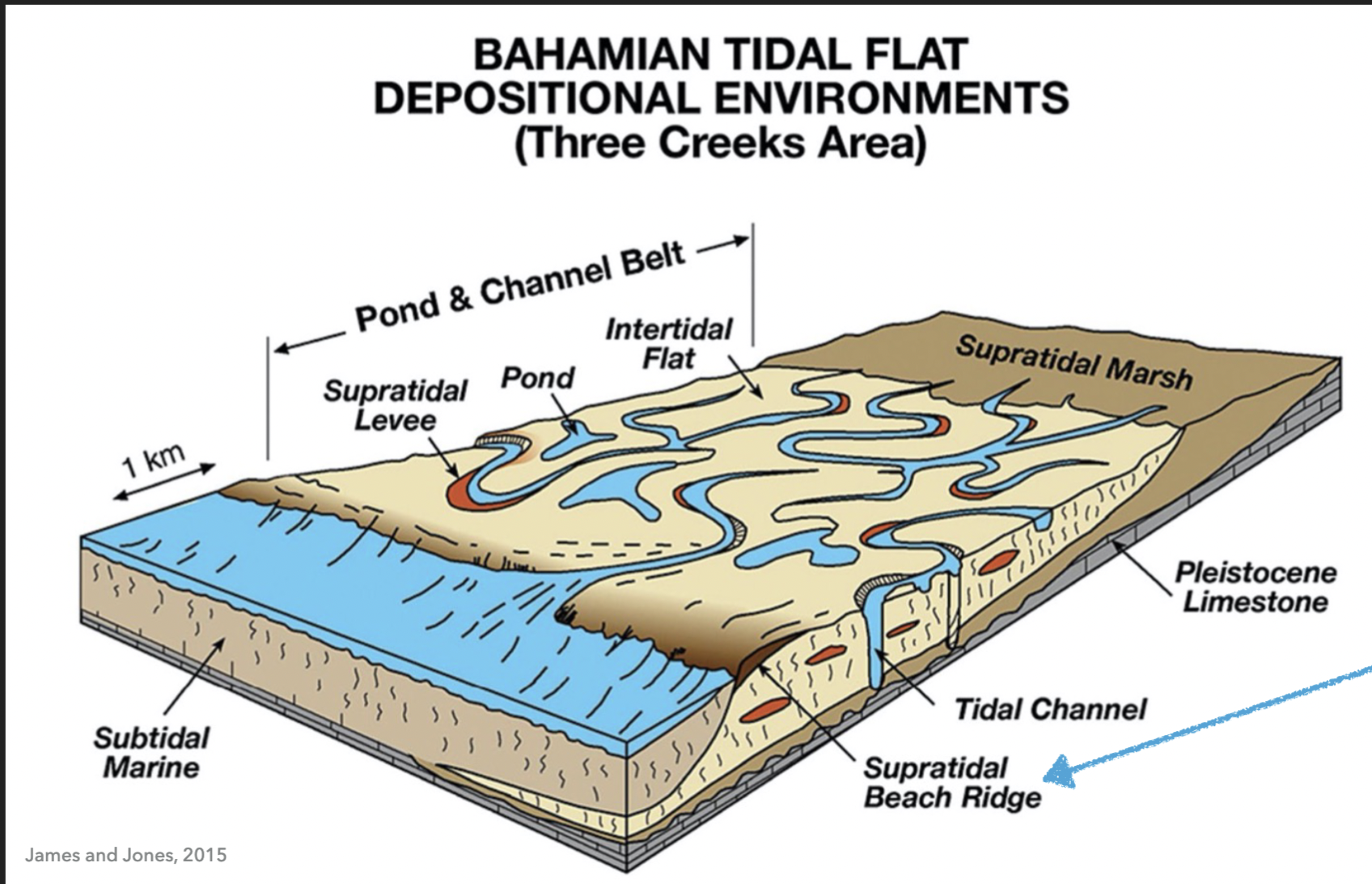 <p>At the front of the tidal flat in Bahamian tidal flat depositional environments</p>