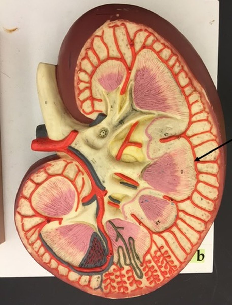 <p>Identify this urinary system structure.</p>