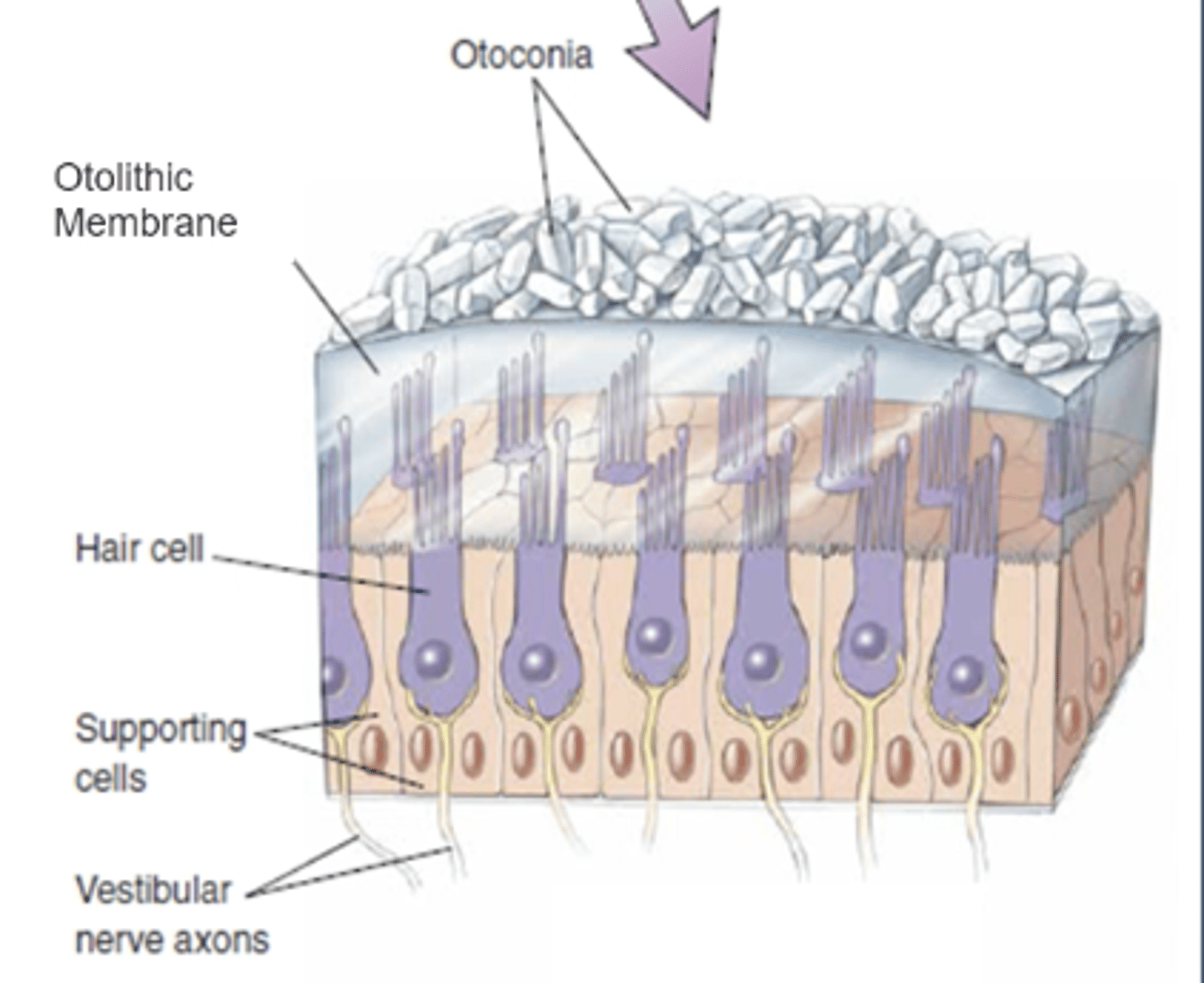 <p>layer on top of the otolithic membrane that is made of calcium carbonate crystals </p><p>this gives the otoconia-otolithic membrane complex more mass</p>