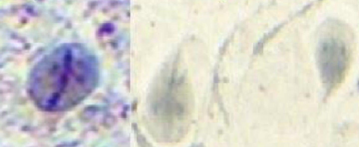 <p>Dogs, Cats, Ruminants</p><p>Small Intestine</p>