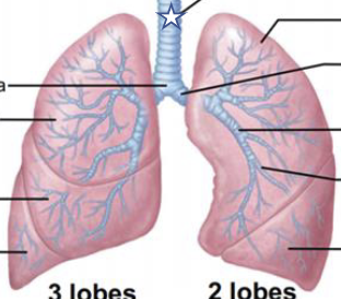 <p>What is this structure?</p>