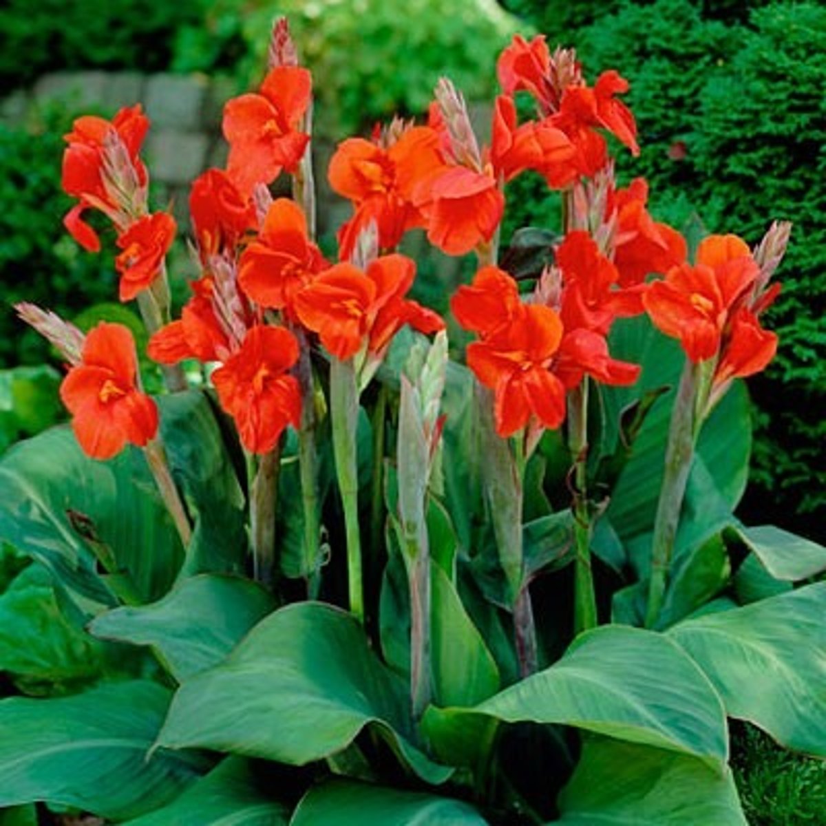 <p>leaves: tropical, green or burgandy, colored veination, rubbery, super thick</p><p>blooms:</p>