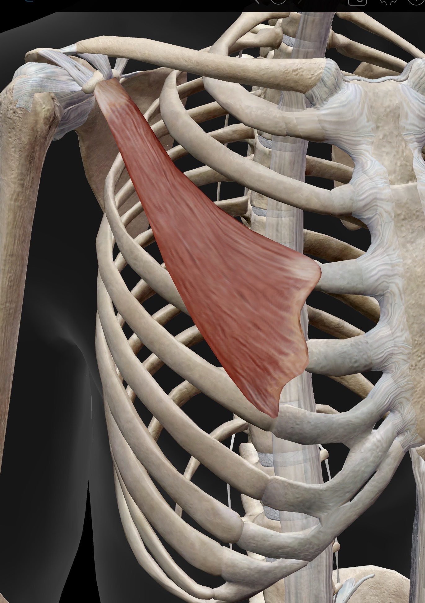 <p>Name the muscle and corresponding letter ( O = origin, I = insertion, A = actions, IN = innervation)</p><p>O</p><p>I</p><p>A</p><p>IN</p>