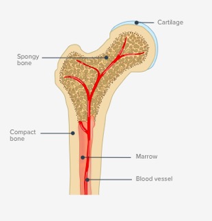<p>-Dense bone characterized by long cylinders </p>