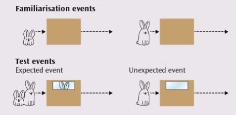 <p>violation of expectation (VOE) research </p>
