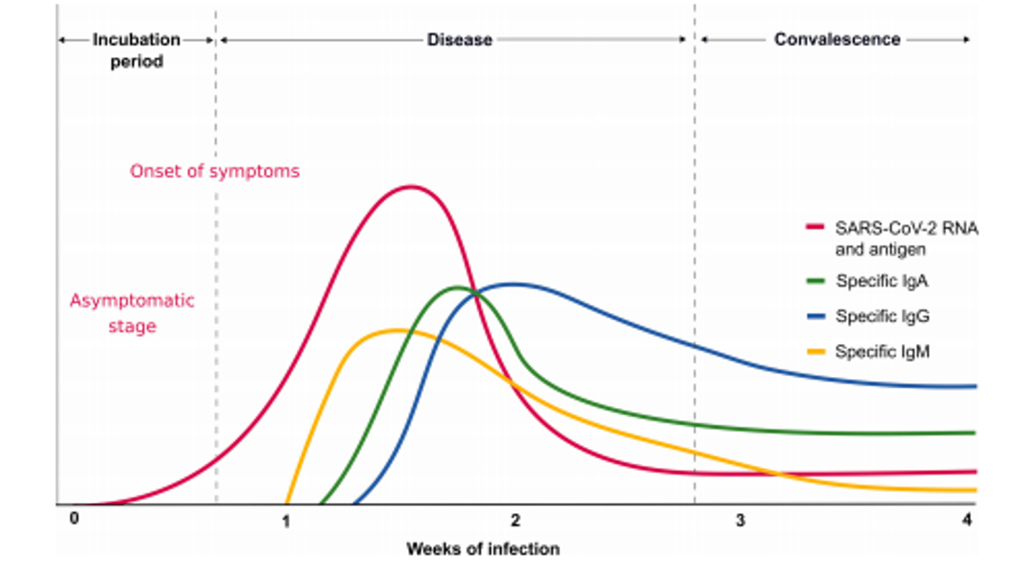 <p>-innate immune response has not been able to block this infection</p><p>- Virimia incereases and becomes symptomatic</p><p>- Replication of RNA is advancing</p><p>- igM developed and declines. Class swithcing to igG. igA also seen as it is a mucosal infection</p><p>- Most ppl, viral particle declines to 0</p><p>In immunocompromised patients, viral particles detected for a v long time</p>