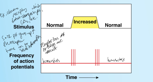 <p>What type of receptor is this?</p>