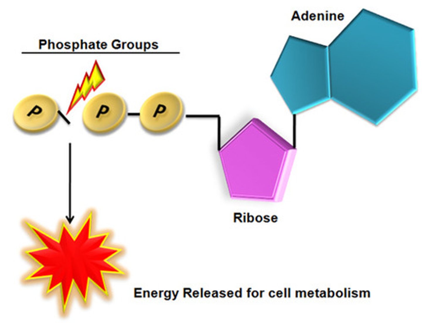 <p>the molecule that is produced when ATP is split to yield energy</p>
