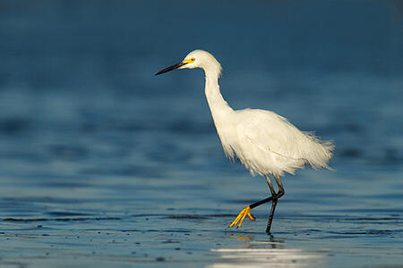<p>Snowy Egret</p>